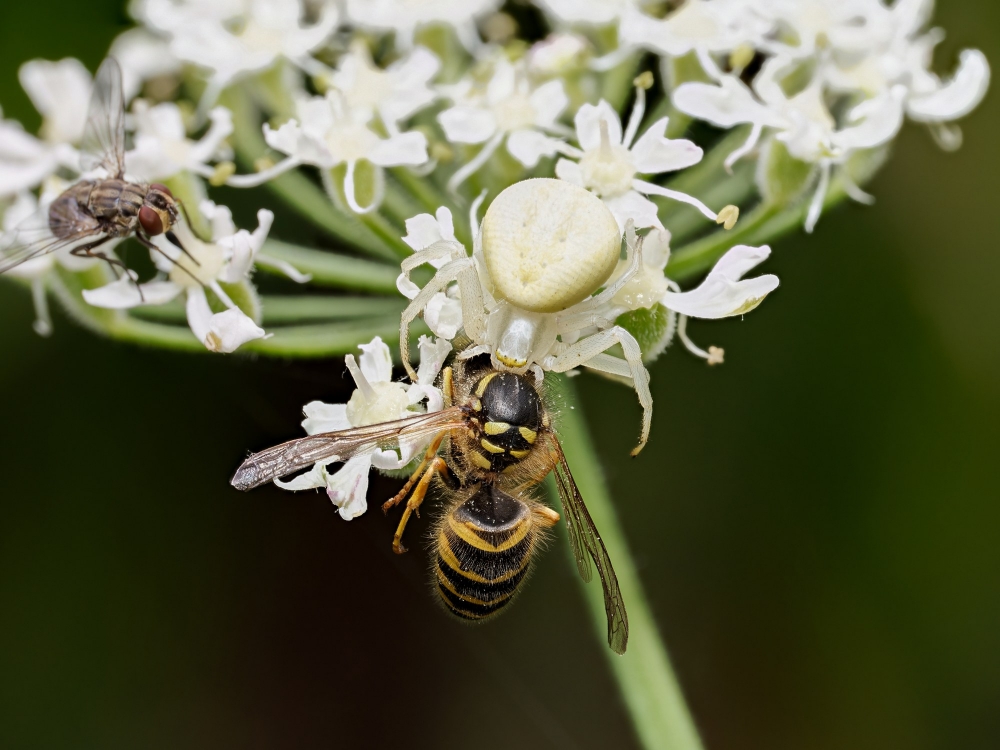 Misumena Vatia — 20250722 — 70 × 50 cm