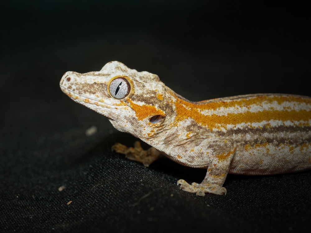 Rhacodactylus Auriculatus — 20251115-2025-11-15 — 40 × 30 cm