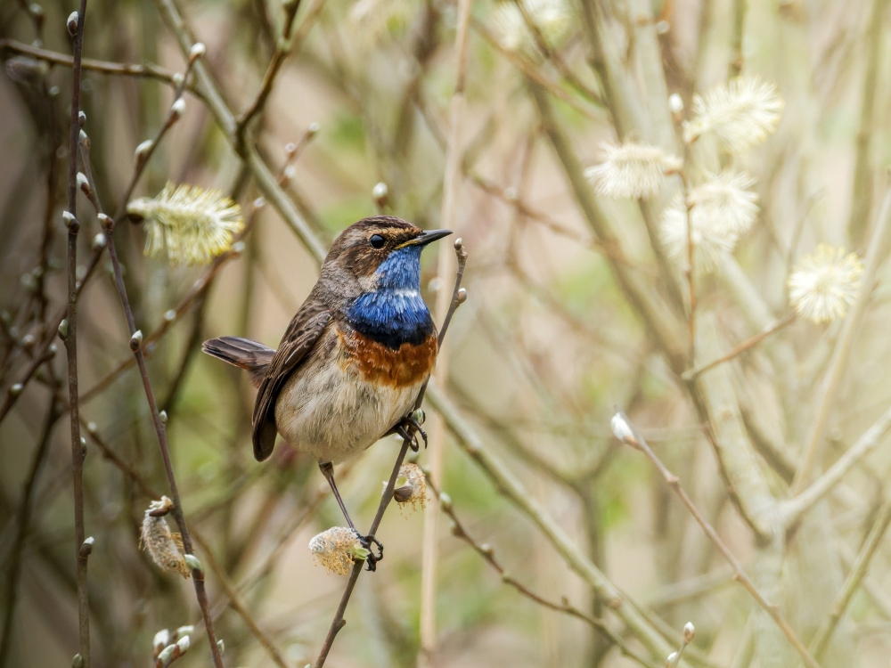 Luscinia Svecica — Congis-sur-Thérouanne 