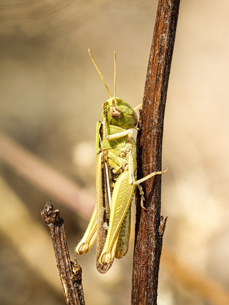 Chorthippus Albomarginatus — Venoy — 50 × 70 cm