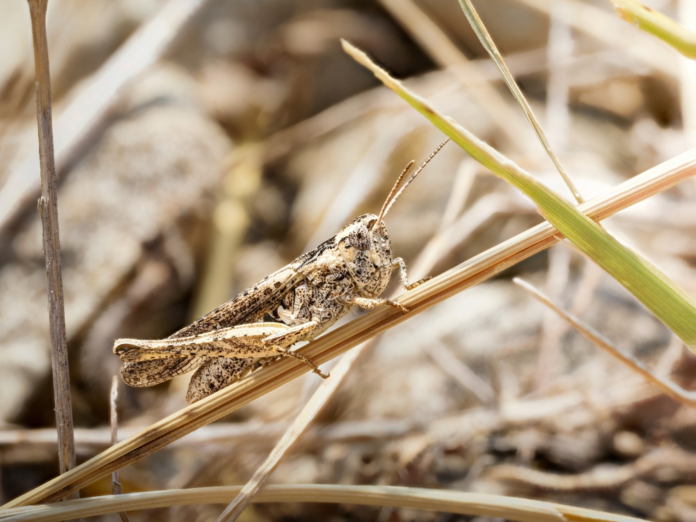 Chorthippus Biguttulus Group — Venoy — 40 × 30 cm