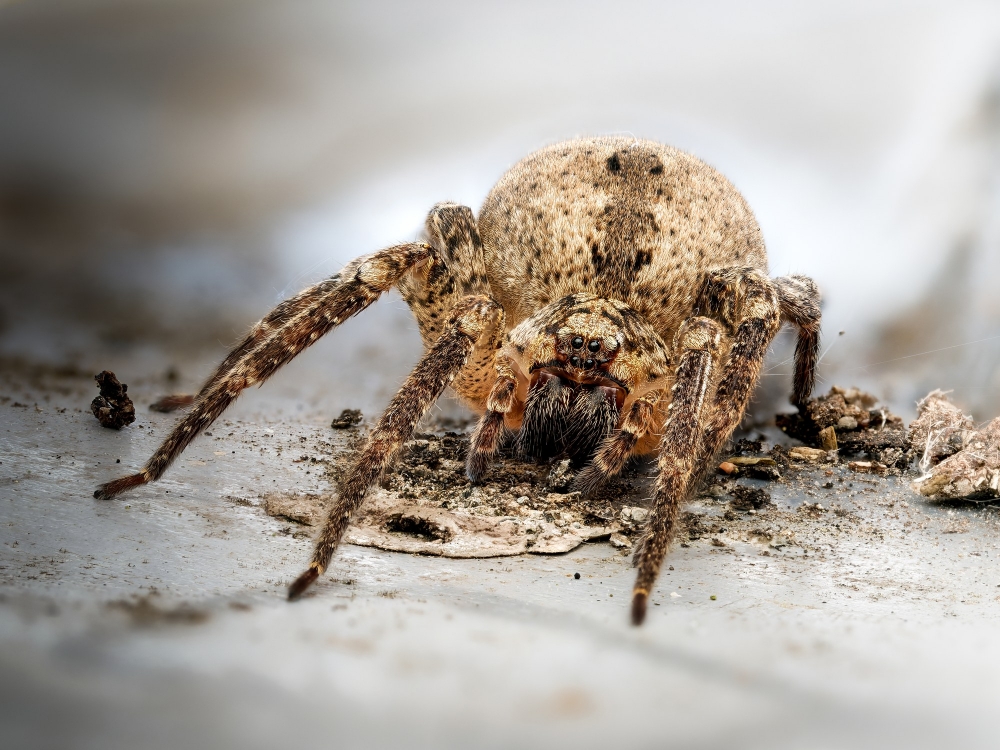 Zoropsis Spinimana — Joigny