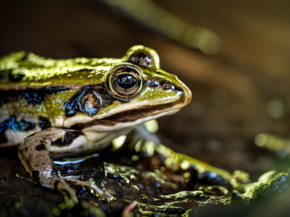 Water Frog in Mézières-en-Brenne — 70 × 50 cm