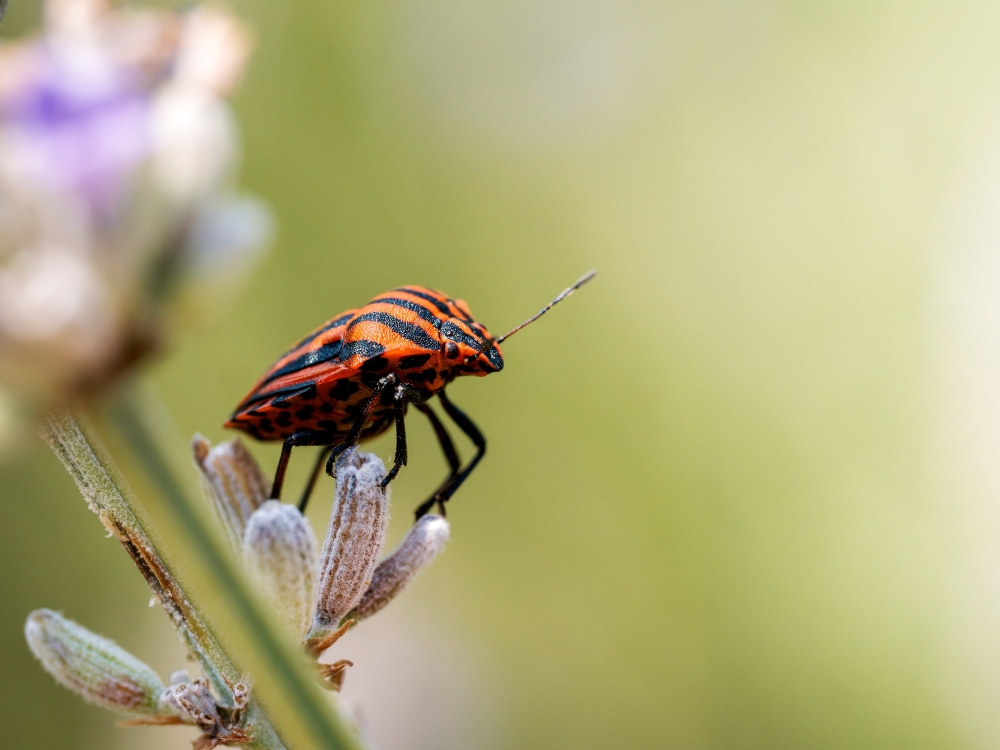 Striped Shield Bug in Venoy — 60 × 40 cm
