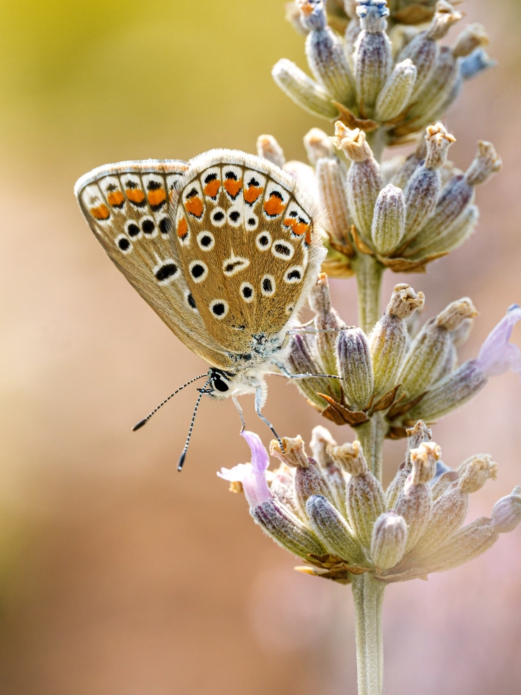 Common Blue Butterfly in Venoy — 50 × 70 cm