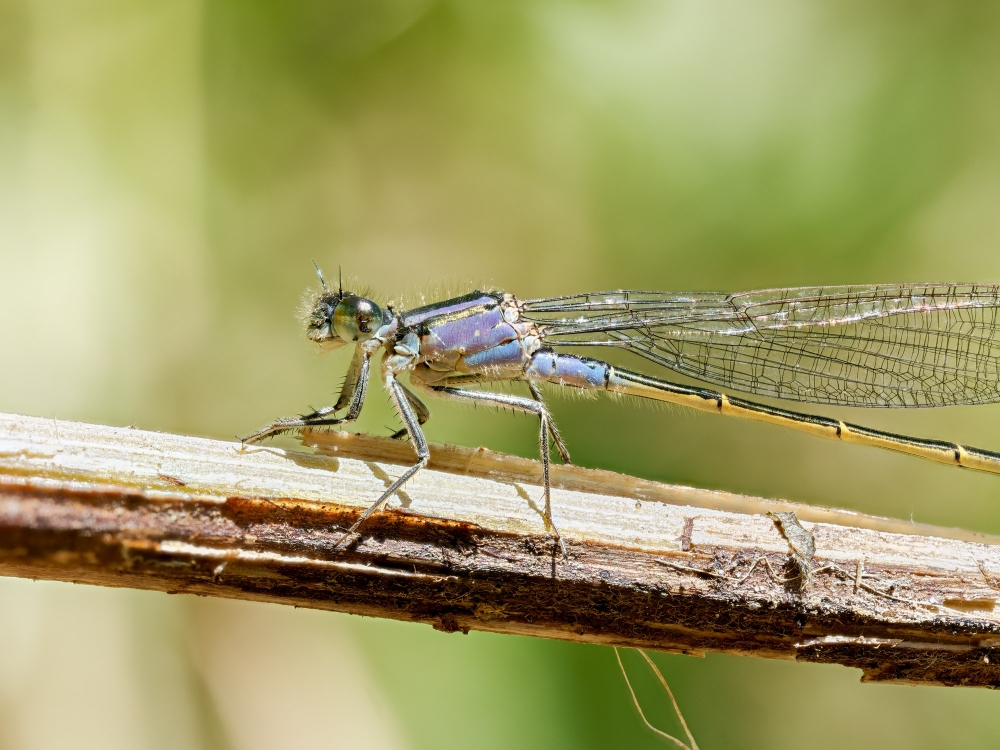 Ischnura Elegans — 20250516 — 40 × 30 cm