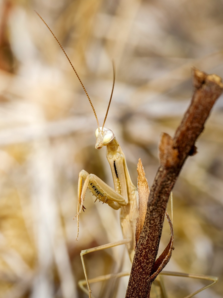 European Praying Mantis in Venoy — 50 × 70 cm