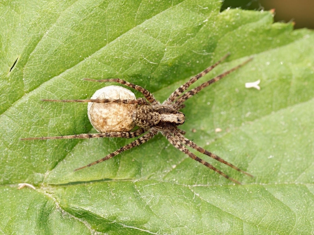 Pardosa Spec — 20250601 — 60 × 40 cm