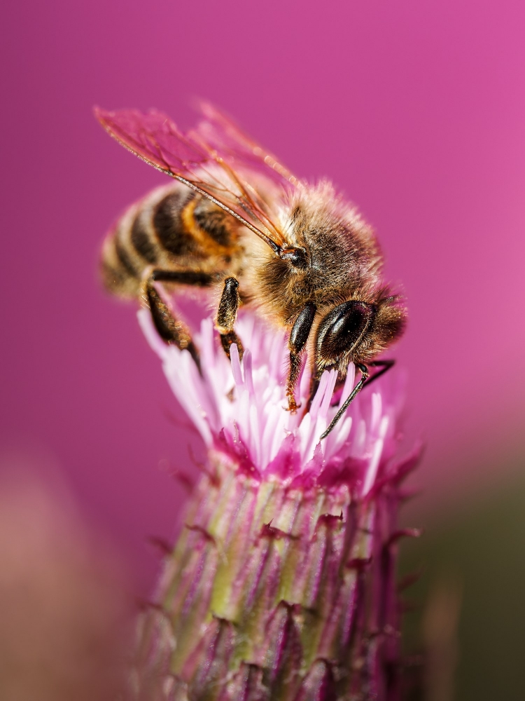 Apis Mellifera — Tignes — 40 × 60 cm