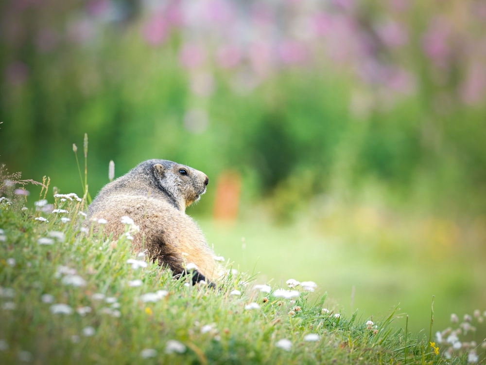 Marmota Marmota — 20250811 — 70 × 50 cm
