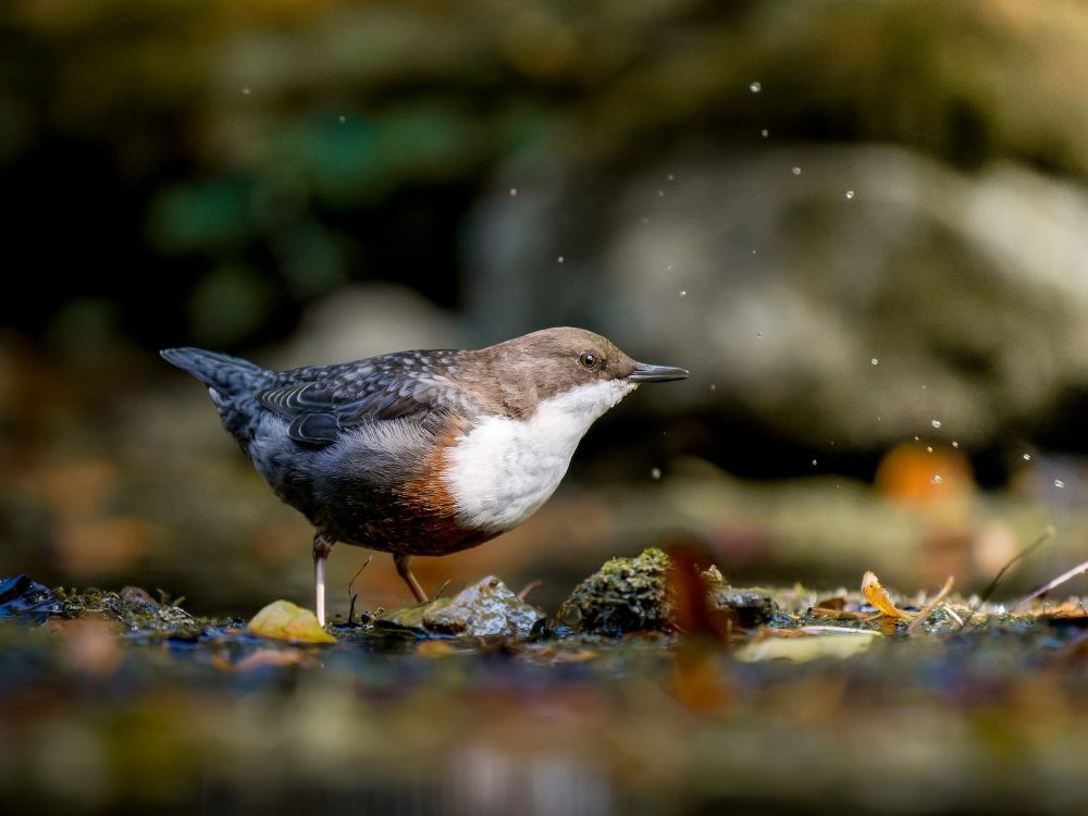 White-throated Dipper in Menétrux-en-Joux — 60 × 40 cm