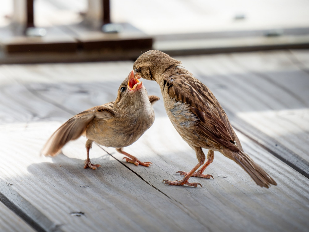 House Sparrow in Tignes — 70 × 50 cm
