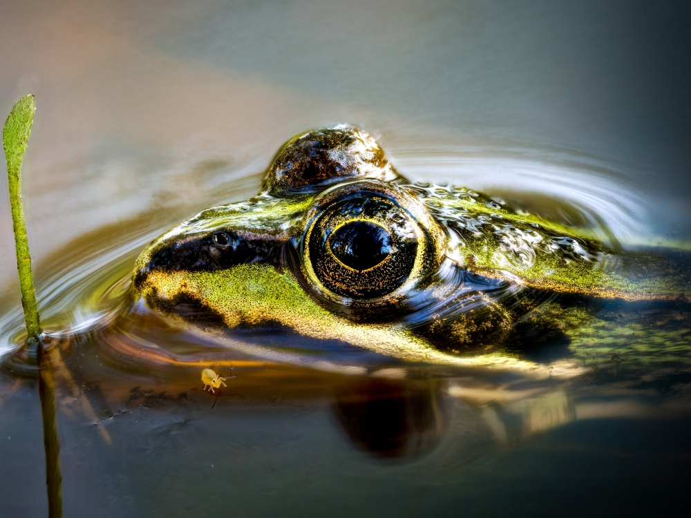 Water Frog in Mézières-en-Brenne — 70 × 50 cm