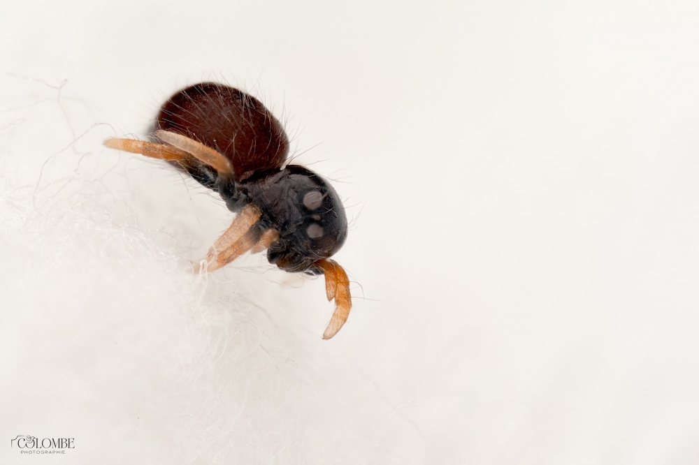 20250124,25 Bébé Phidippus Regius North Florida — 60 × 40 cm