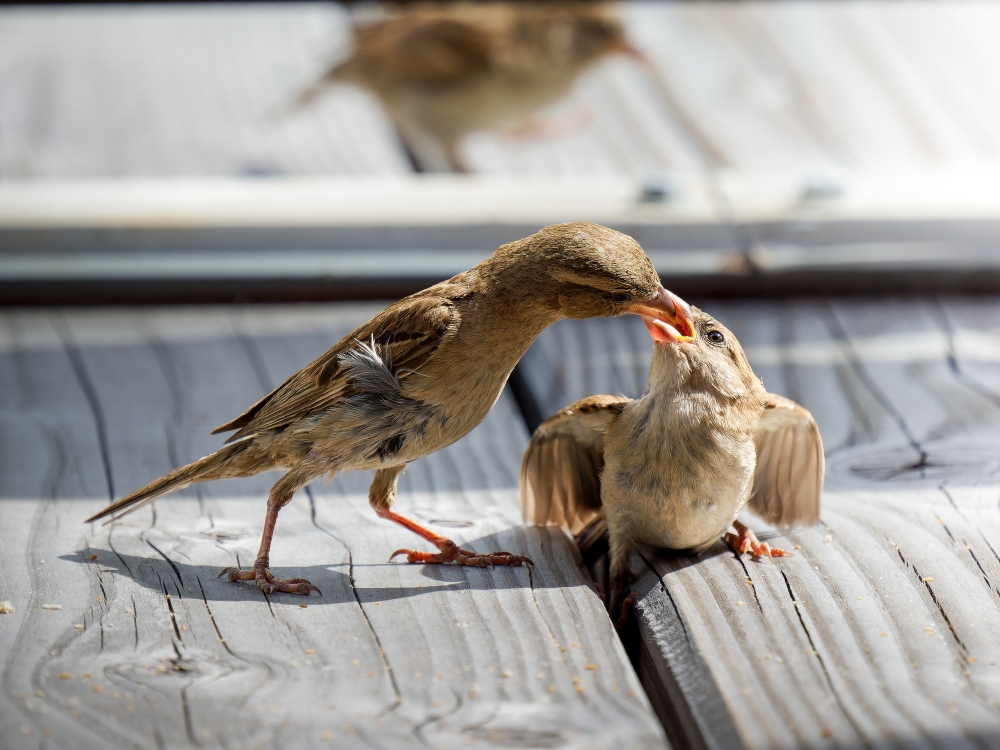House Sparrow in Tignes — 40 × 30 cm