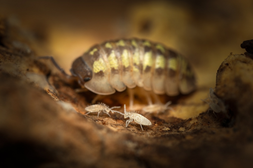 20250125 Armadillidium Granulatum Yellow — 40 × 30 cm