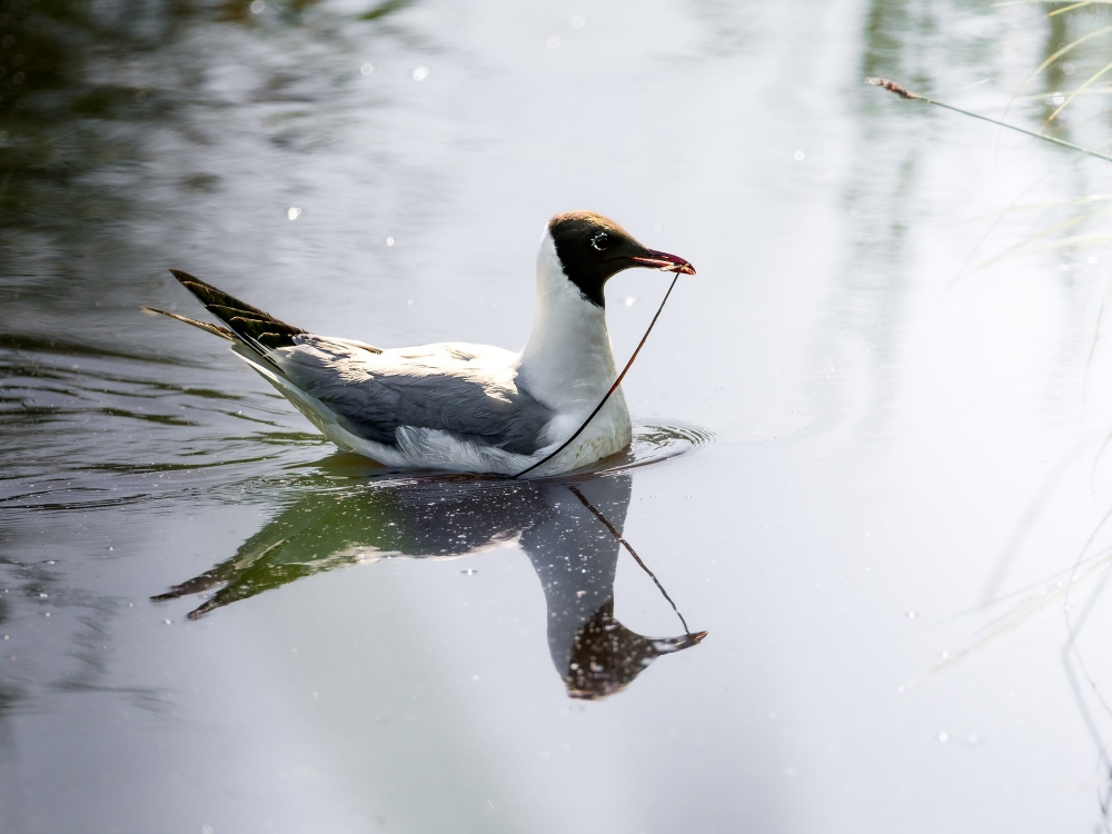 Chroicocephalus Ridibundus — Mézières-en-Brenne — 70 × 50 cm