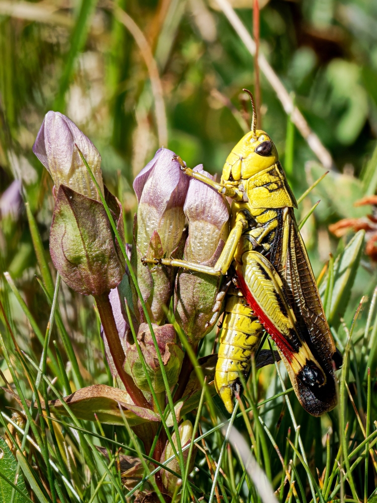 Arcyptera Fusca — 20250811 — 50 × 70 cm