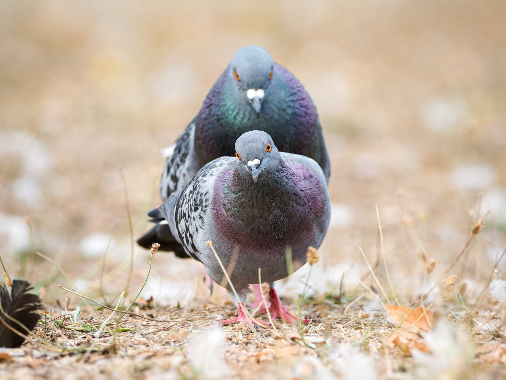 Columba Livia Var. Domestica — Bois de Boulognes — 40 × 30 cm