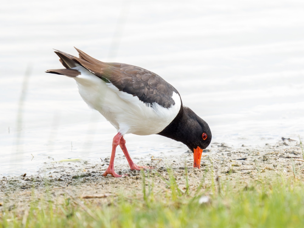 Haematopus Ostralegus — 20250518 — 70 × 50 cm