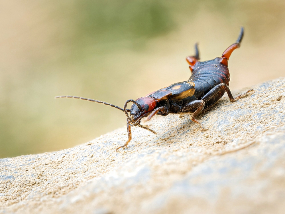 Anechura Bipunctata — 20250812 — 70 × 50 cm