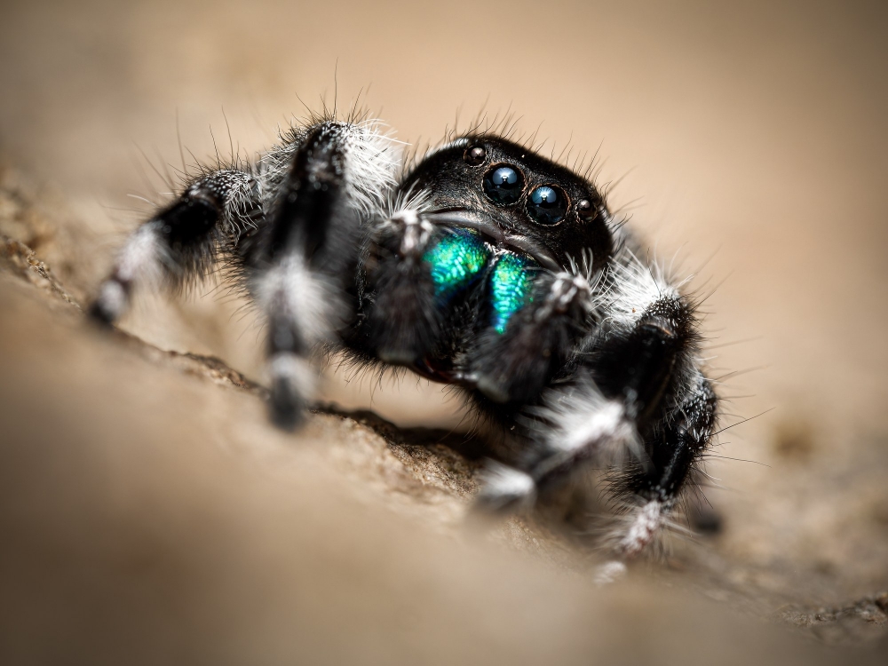 Tchala — Phidippus regius White Bahamas — 60 × 40 cm