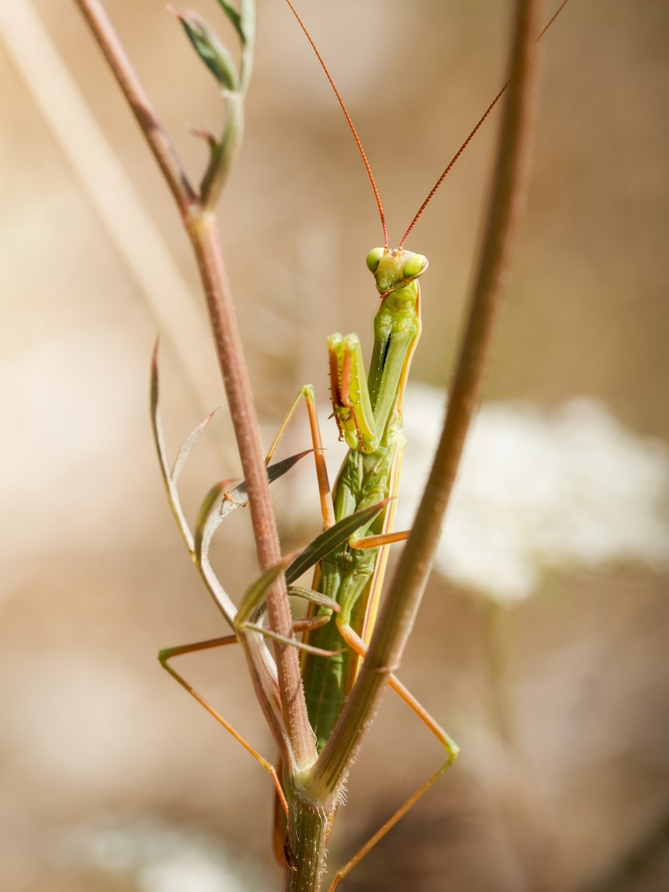 European Praying Mantis in Cheny — 50 × 70 cm