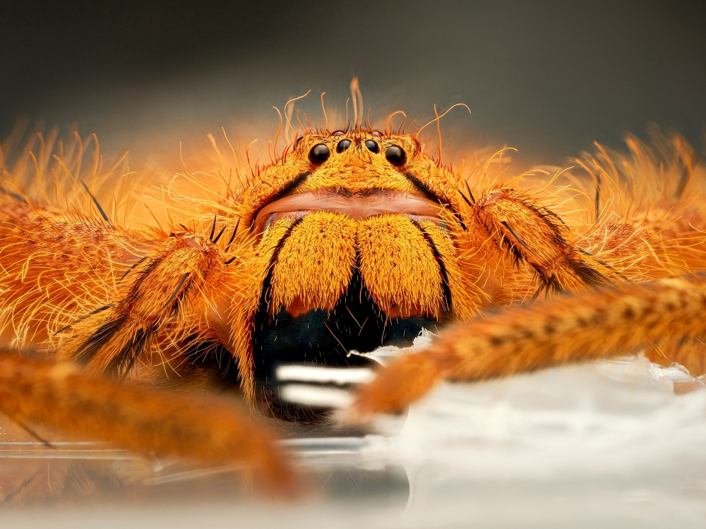 Heteropoda David Bowie — 40 × 30 cm