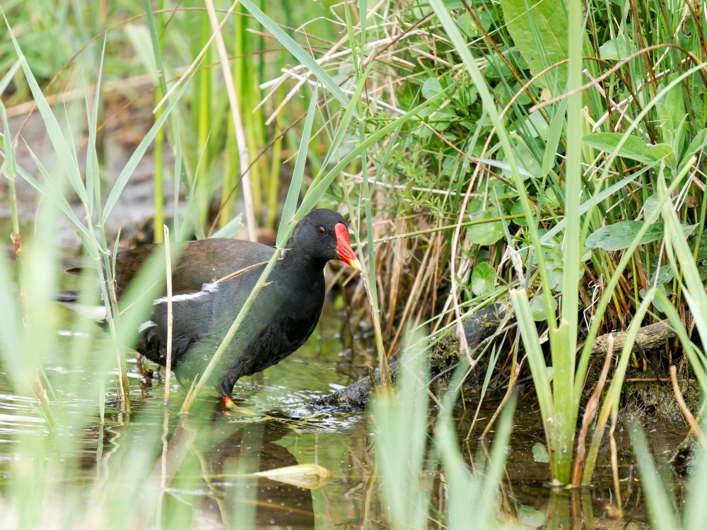 Gallinula Chloropus — 20250518 — 40 × 30 cm
