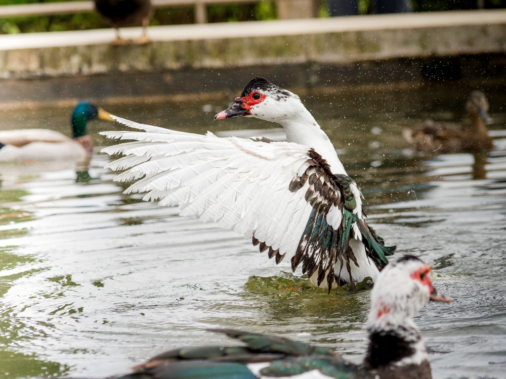 Cairina Moschata F. Domestica — Lisbonne