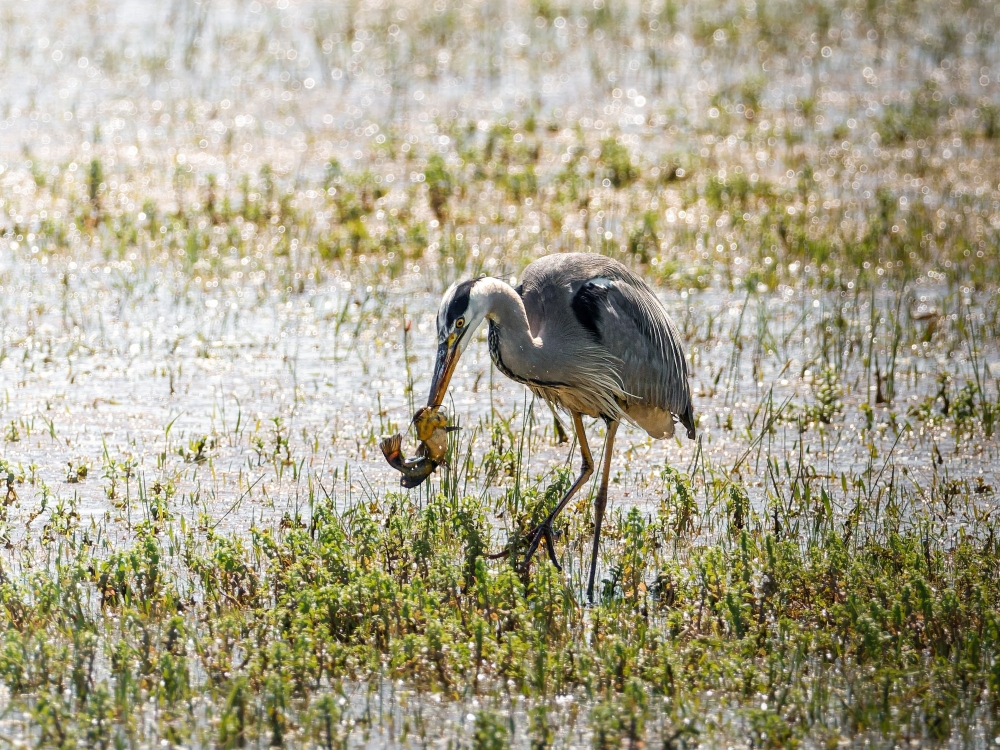 Grey Heron in Rosnay — 40 × 30 cm