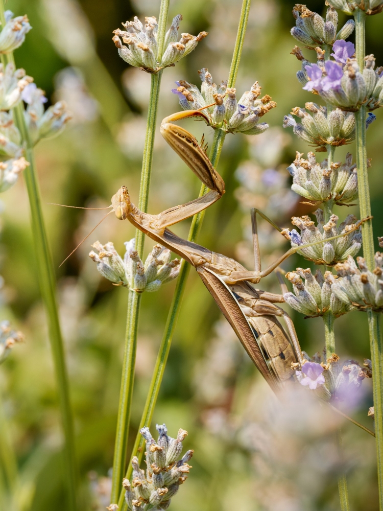 European Praying Mantis in Venoy — 50 × 70 cm