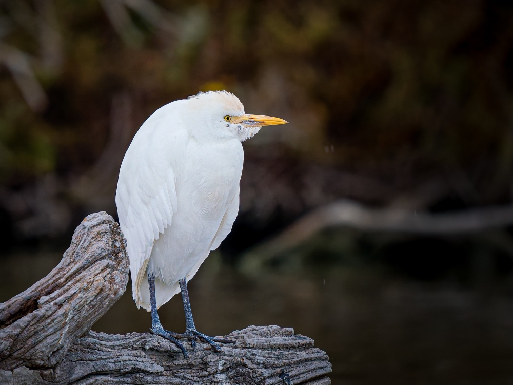 Ardea Ibis — 20251201 — 60 × 40 cm