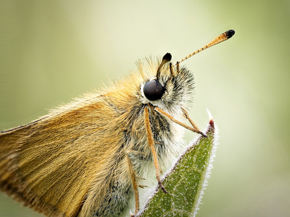 Thymelicus Lineola — 20250811 — 40 × 30 cm