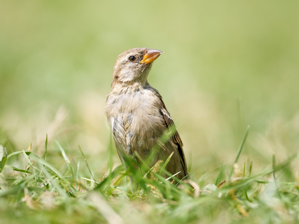 House Sparrow in 20250812 — 70 × 50 cm