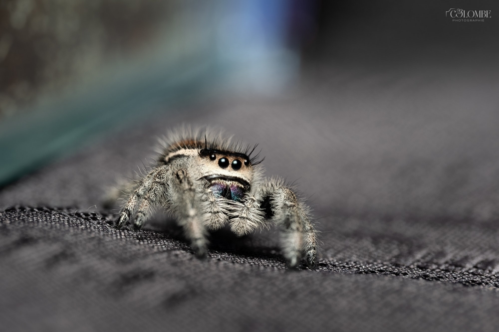 20250124,25 Brienne Phidippus Regius North Florida — 40 × 30 cm