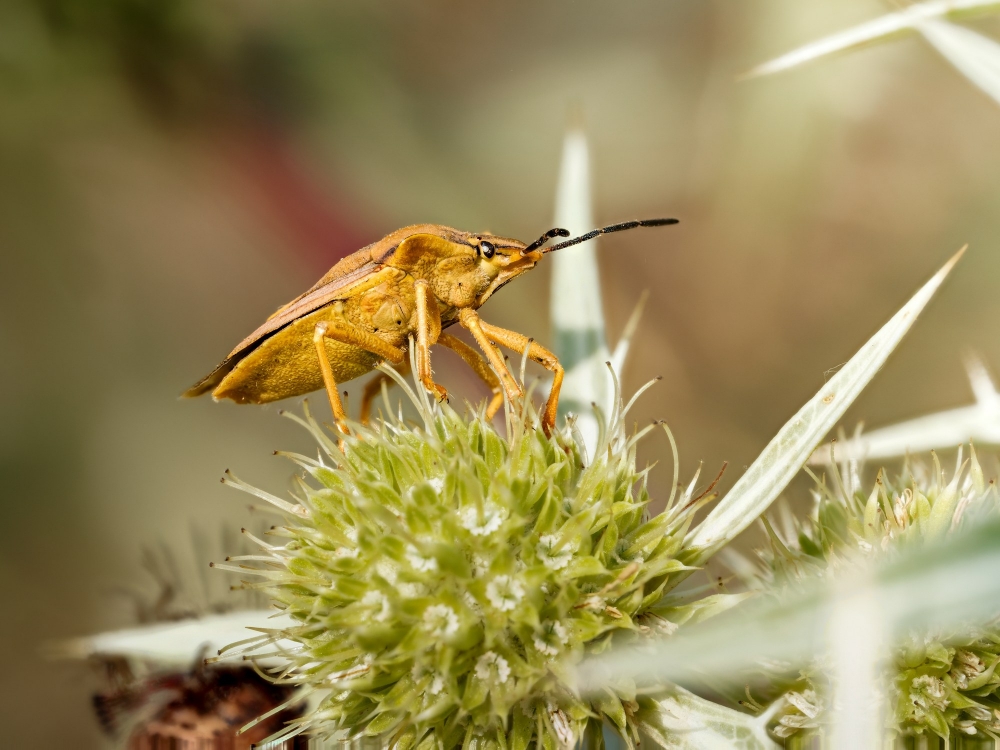 Carpocoris Fuscispinus — Venoy — 70 × 50 cm