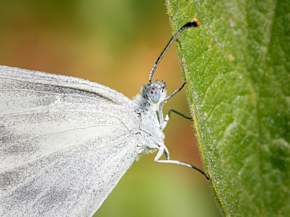 Leptidea Sinapis — 20250812 — 70 × 50 cm