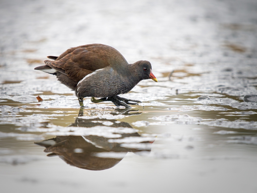 Gallinula Chloropus — 20251201 — 40 × 30 cm
