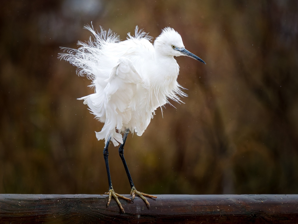 Egretta Garzetta — 20251201 — 70 × 50 cm