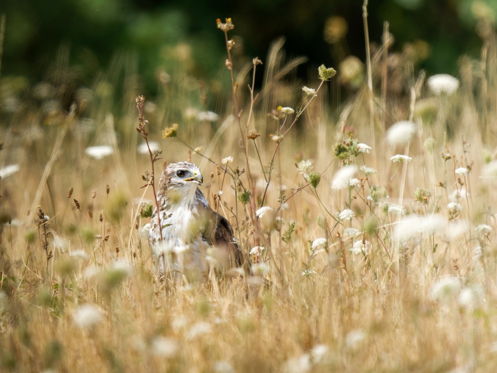 Common Buzzard in Cheny 