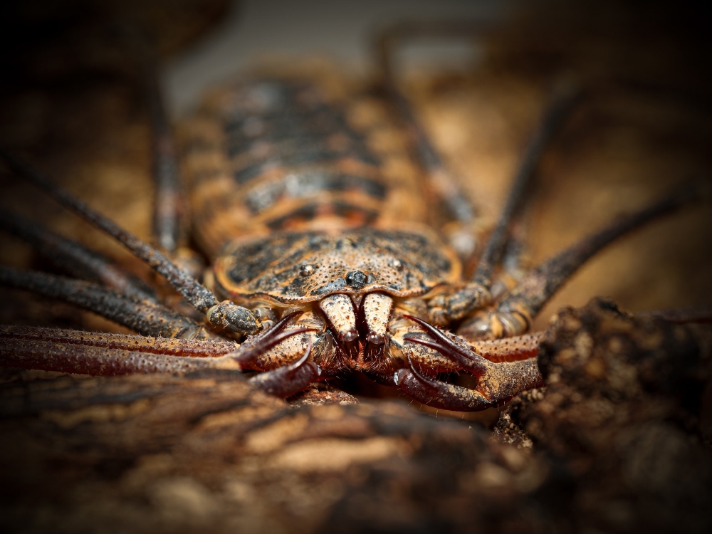 Euphrynichus Bacillifer — 70 × 50 cm