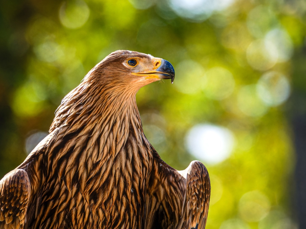 Aquila Chrysaetos — 20251014 — 40 × 30 cm
