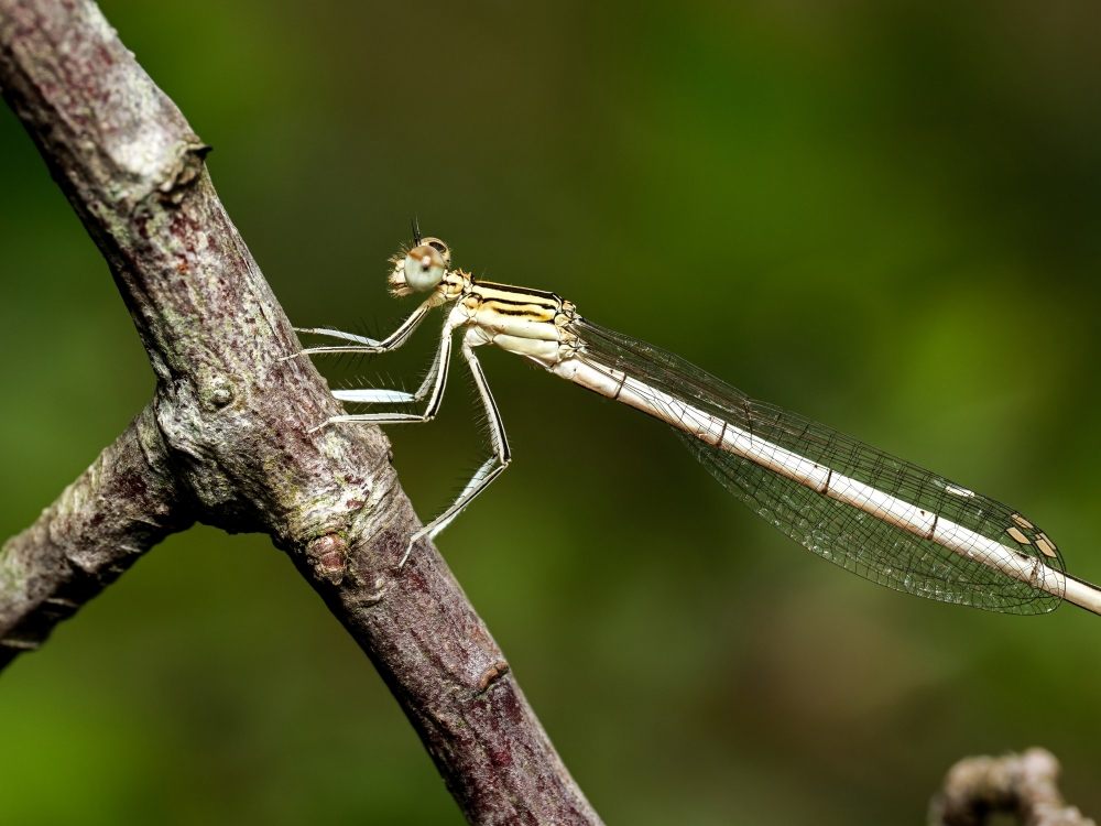 Platycnemis Pennipes — 20250722 — 40 × 30 cm
