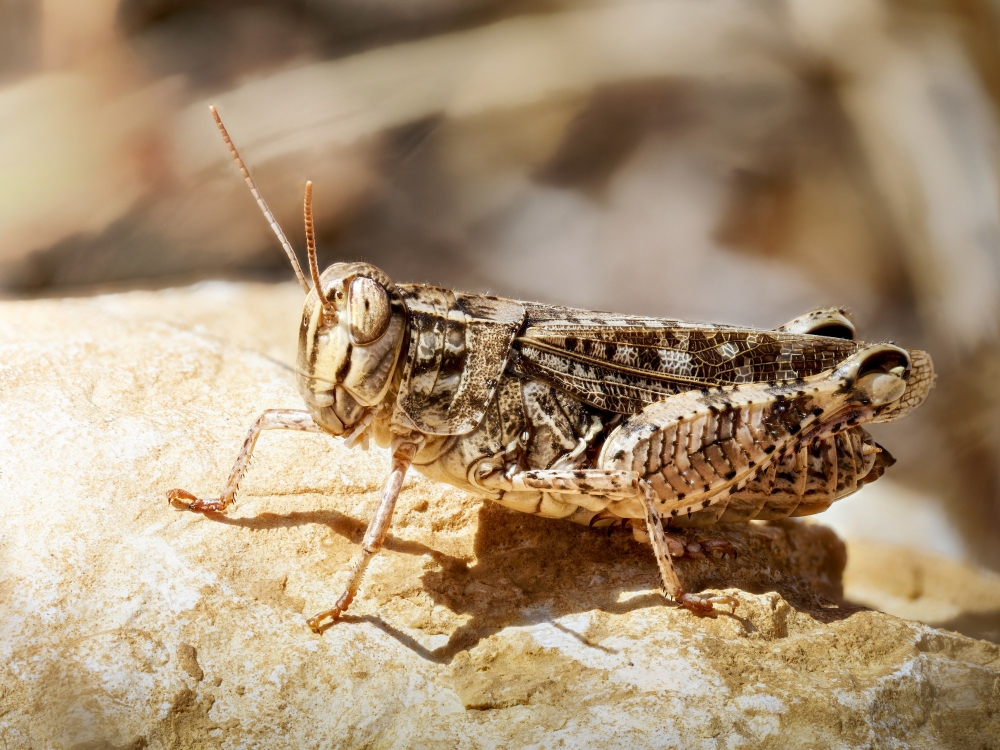 Calliptamus Spec. — Cheny — 40 × 30 cm