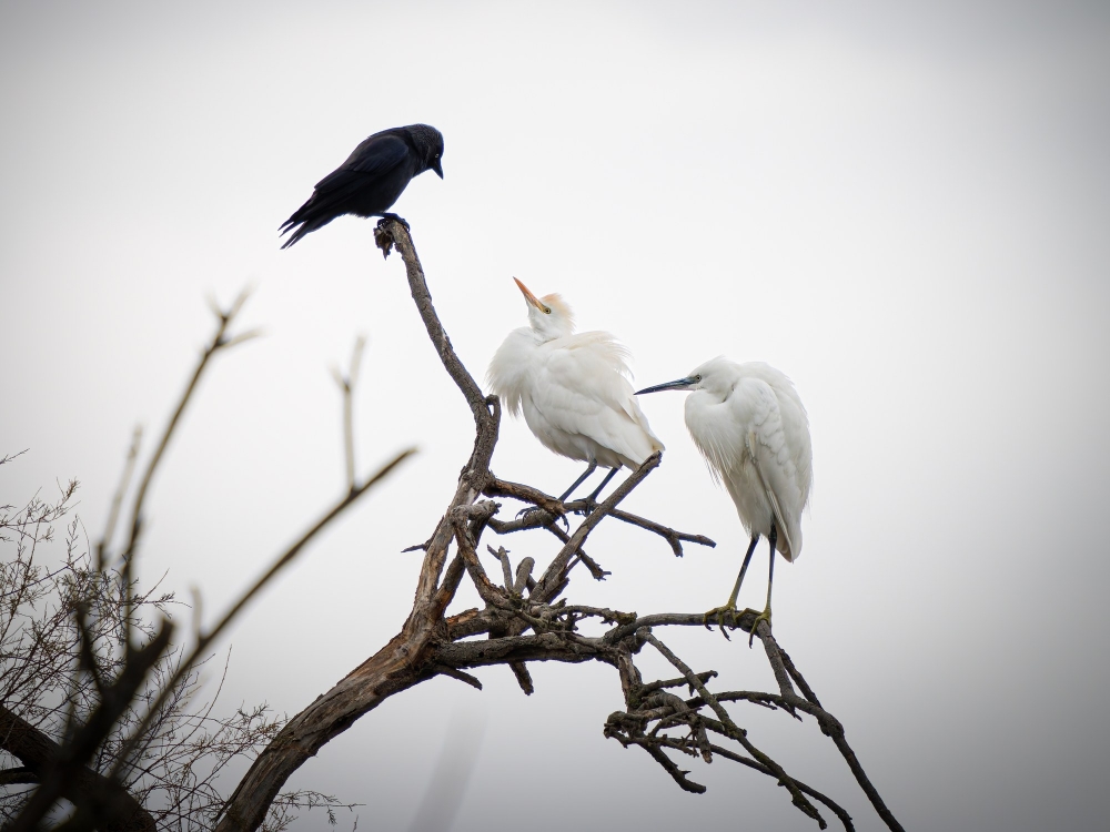 Ardea Ibis — 20251201 — 70 × 50 cm