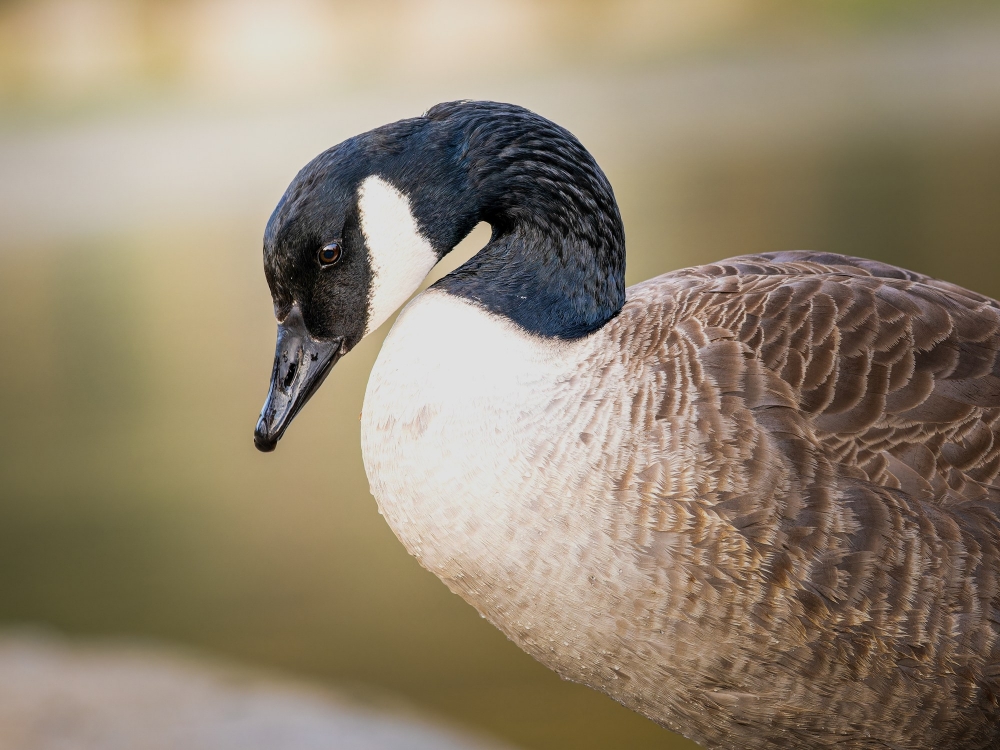 20250314 P1010460 Orf Dxo Deepprimexd — 60 × 40 cm