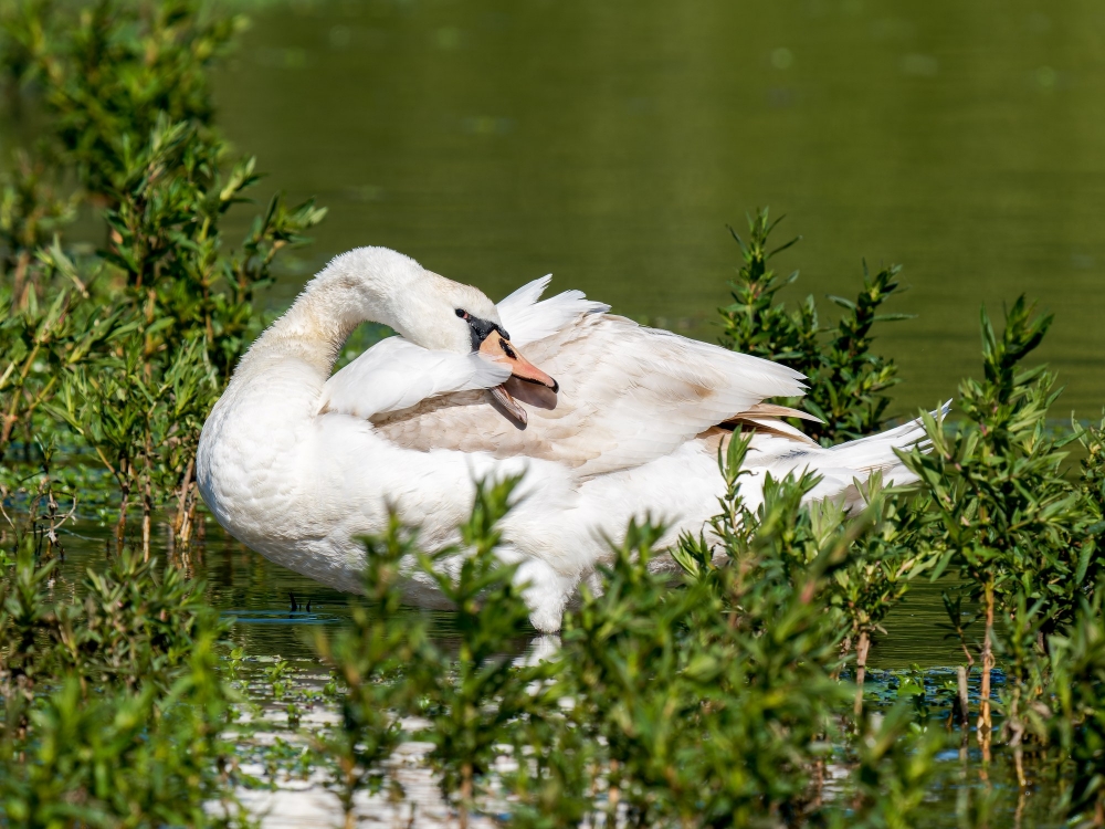 Cygnus Olor — 20250516 — 60 × 40 cm