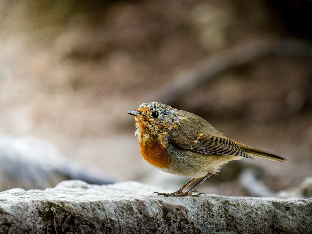 European Robin in Menétrux-en-Joux — 60 × 40 cm