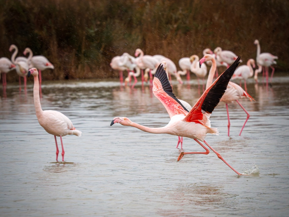 Phoenicopterus Roseus — 20251201 — 70 × 50 cm